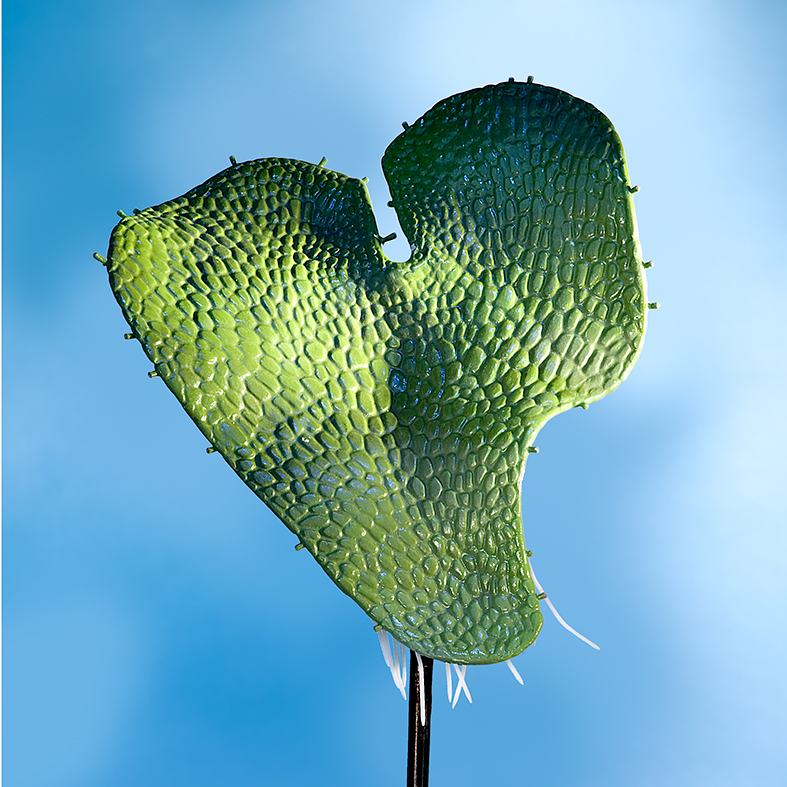 schildfarn_2552_p